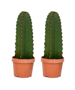 Euphorbia Ingens 'cactus vaquero' - Juego de 2 - cactus - ø18cm - altura 40-50cm