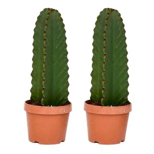 Euphorbia Ingens 'cowboy cactus' - Set of 2 - cactus - ø18cm - Height 40-50cm