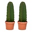 Euphorbia Ingens 'Cowboy-Kaktus' - 2er Set - Kaktus - Topf 18cm - Höhe 40-50cm
