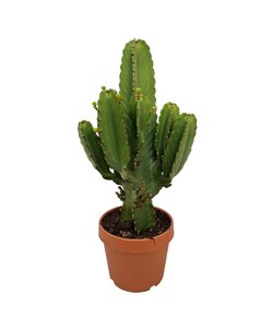 Euphorbia Ingens 'cactus vaquero' XL - cactus - maceta 24cm - altura 85-95cm