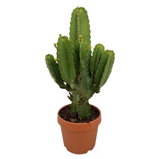 Euphorbia Ingens 'Cowboy-Kaktus' XL - Kaktus - Topf 24cm - Höhe 85-95cm