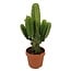 Euphorbia Ingens 'cactus vaquero' XL - cactus - maceta 24cm - altura 85-95cm
