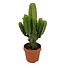 Euphorbia Ingens 'cowboy cactus' XL - cactus - vaso 24 cm - altezza 85-95cm