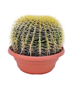 Echinocactus grusonii - Cactus a barile dorato - Vaso 25cm - Altezza 40–45cm