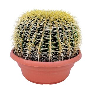 Echinocactus grusonii - Golden Barrel Cactus - Cactus - ⌀25cm - Height 40–45cm