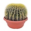 Echinocactus grusonii - Cactus à tonne dorée - Cactus - ⌀25cm - Hauteur 40–45cm