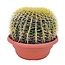 Echinocactus grusonii - Schoonmoedersstoel - Cactus - Pot 25cm - Hoogte 40–45cm