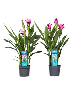 Curcuma Alismatifolia Siam Splash - Set de 2 - Pot 13cm - Hauteur 50-60cm