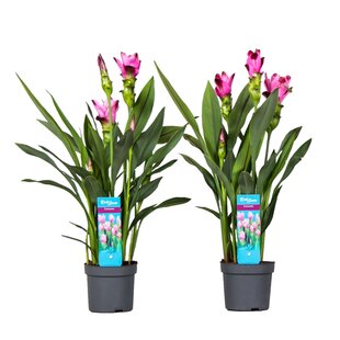 Curcuma 'Al Siam Supreme'- Set van 2 - Pot 13cm - Hoogte 50-60cm