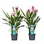 Curcuma Siam Splash - 2er Set - Zieringwer - Topf 13cm - Höhe 50-60cm