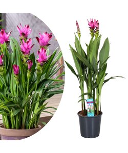 Curcuma Alismatifolia Siam Supreme - Tropicale - Vaso 19 cm - Altezza 80-100 cm