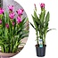 Curcuma Siam Splash - Zieringwer - Topf 19cm - Höhe 80-100cm