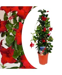 Mandeville 'Rio Deep Red' - Dipladenia - Pot 17cm - Hauteur 60-70cm