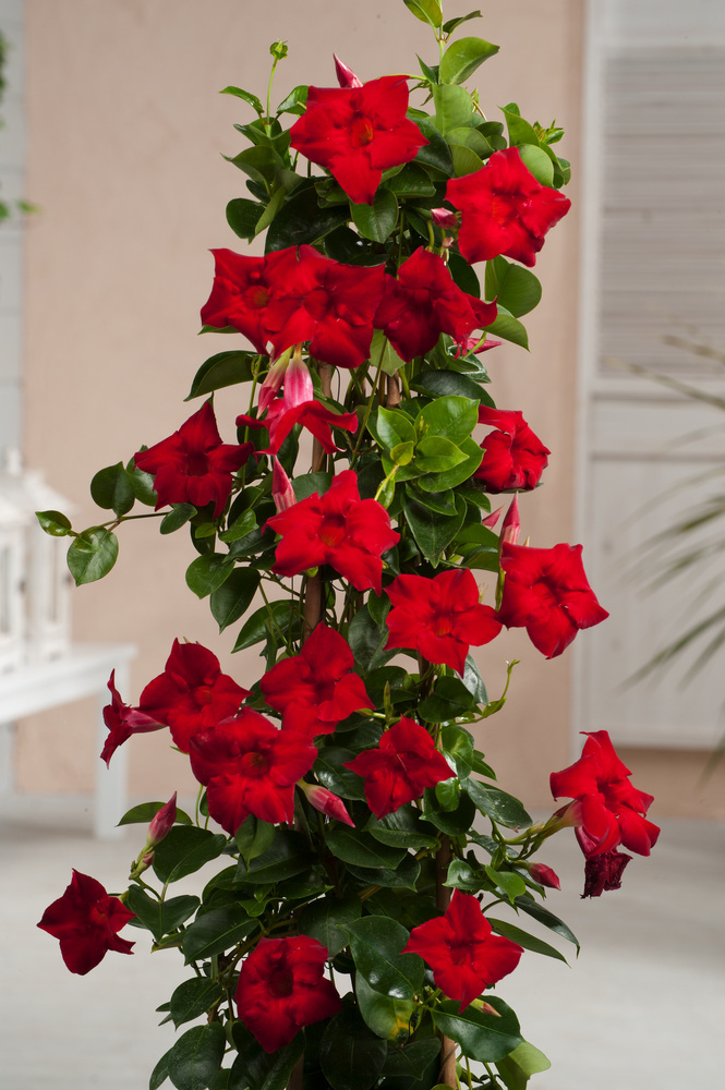 Mandeville 'Rio Deep Red' Dipladenia Vaso 17cm Altezza 6070cm