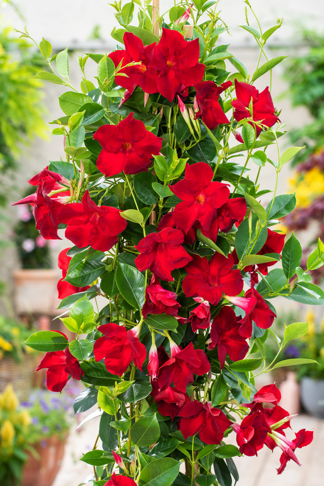 Mandeville 'Rio Deep Red' Dipladenia ø17cm Height 6070cm