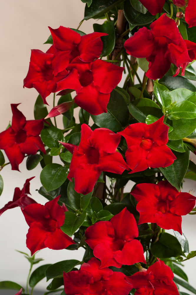 Mandeville 'Rio Deep Red' Dipladenia ø17cm Height 6070cm