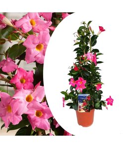 Mandeville 'Rio Hot Pink' - Dipladenia - Pot 17cm - Hoogte 60-70cm