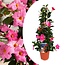 Mandeville 'Rio Hot Pink' - Dipladenia - Vaso 17cm - Altezza 60-70cm
