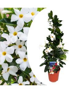 Mandeville Mandeville 'Rio White' - Dipladenia - Pot 17cm - Hoogte 60-70cm