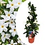 Mandewilla 'Rio White' - Dipladenia - ⌀17cm - Wysokość 60-70cm