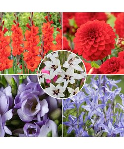 Flower bulbs from Holland - Set of 250 - Dahlias, gladioli, freesias, triteleia