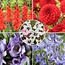 Blumenzwiebeln aus Holland - 250er Set - Dahlien, Gladiolen, Freesien, Triteleia