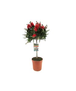 Callistemon citrinus - lampenpoetersplant - Pot 21cm - Hoogte 90-110cm
