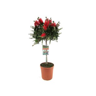 Callistemon citrinus - plante d'abat-jour - Pot 21cm - Hauteur 90-110cm