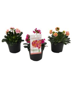 Lewisia cotyledeon 'Herbe amère' - Mélange de 3 - Pot 10cm - Hauteur 10-20cm