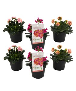 Lewisia cotyledon 'Cliff Maids' - mix of 6 - ø10cm - Height 10-20cm