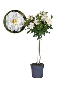 Rosa Palace 'Kailani' - Witte stamroos - Pot 19cm - Hoogte 80-100cm