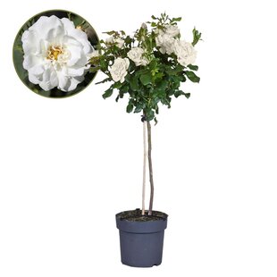 Rosa Palace 'Kailani' - White stem roses - ø19cm - Height 80-100cm