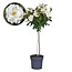 Rosa Palace 'Kailani' - White stem roses - ø19cm - Height 80-100cm