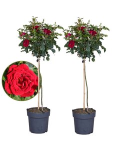 Rosa Palace 'Pride' - Set de 2 - Red stem roses - ø19cm - Height 80-100cm