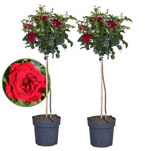 Rosa Palace 'Stolz' - 2er Set - Stammrose Rot - Topf 19cm - Höhe 80-100cm