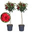 Rosa Palace 'Pride' - Set de 2 - Red stem roses - ø19cm - Height 80-100cm