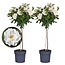 Rosa Palace 'Kailani' - Set of 2 - White stem roses - ø19cm - Height 80-100cm