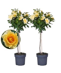 Rosa Palace Kailani - sæt af 2 - gul stilk rose - ø19 cm - Højde 80-100 cm