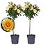 Rosa Palace 'Mysore' - Set de 2 - Yellow stem roses - ø19cm - Height 80-100cm
