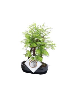 Bonsai Metasequoia Forest - Bonsai im Freien - Topf 15cm - Höhe 20-30cm