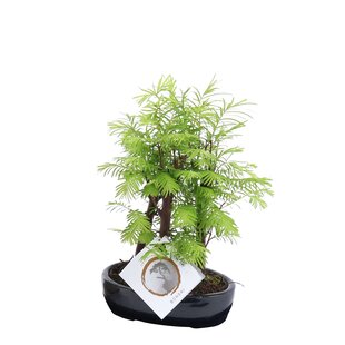 Outdoor Bonsai Metasequoia Forest - Bonsai - Pot 15cm - Height 20-30cm