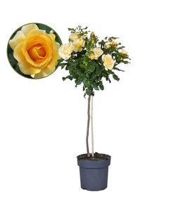 Rosa Palace 'Mysore’ - Sur tige - Fleur jaune - Pot 19cm - Hauteur 80-100cm