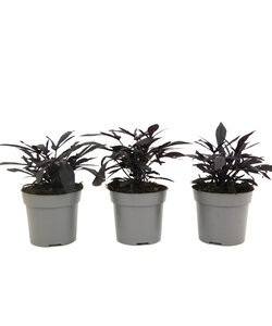 Ipomoea batatas - Ipomoea Sweet Potato - Set of 3 - ø10,5cm - Height 10-15cm