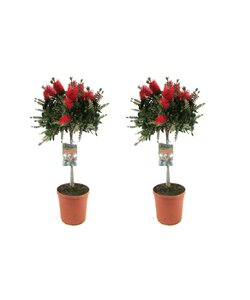Callistemon citrinus - Bottlebrush Plant - Set of 2 - ø21cm - Height 90-110cm