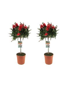 Callistemon citrinus - Lampenpoetersplant - Set van 2 - ⌀21cm - Hoogte 90-110cm