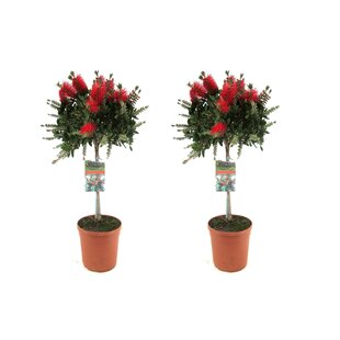 Callistemon citrinus - Bottlebrush Plant - Set of 2 - ø21cm - Height 90-110cm