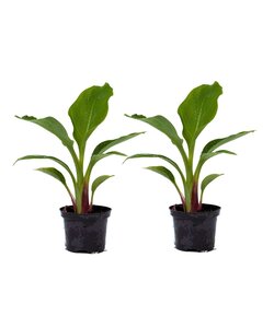 Musella lasiocarpa - Fruit tree - Set of 2 - ø9cm - Height 25-40cm