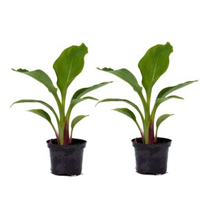 Musella lasiocarpa - Fruit tree - Set of 2 - ø9cm - Height 25-40cm