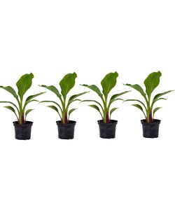 Musella lasiocarpa - Fruitboom - Set van 4 - Pot 9 cm - Hoogte 25-40 cm