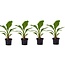 Musella lasiocarpa - Fruitboom - Set van 4 - Pot 9 cm - Hoogte 25-40 cm